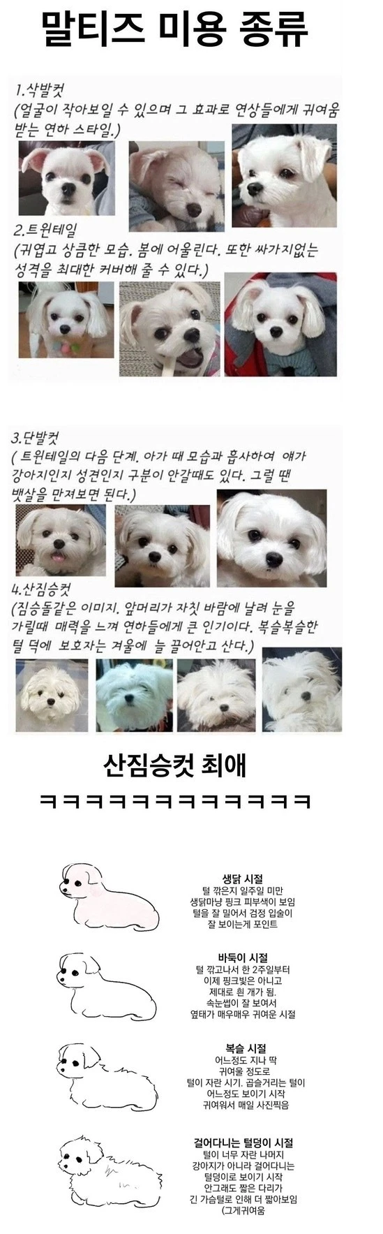 댕댕이 말티즈의 미용 종류