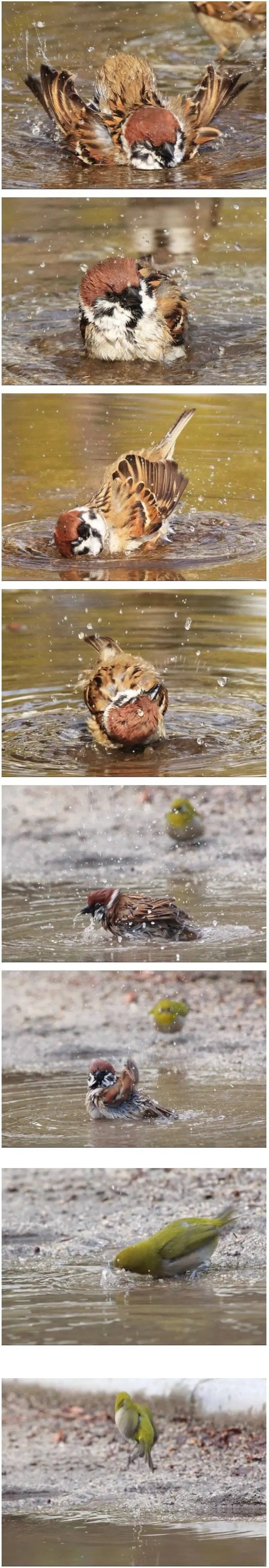 겨울에 참새가 샤워하는걸 본 동박새