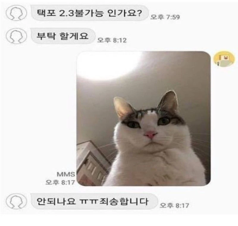 네고에 단호한 네코
