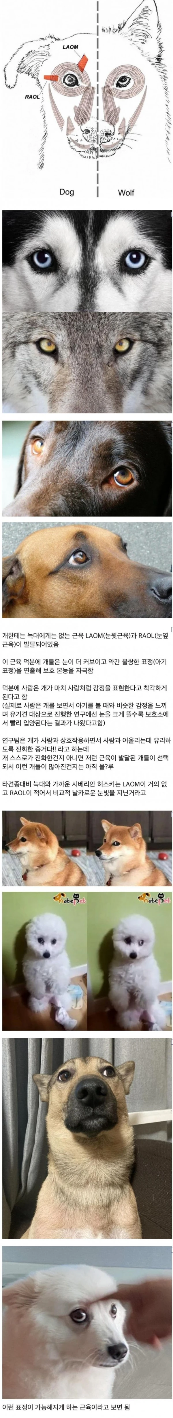 늑대에게는 없는데 개한테는 있는 근육