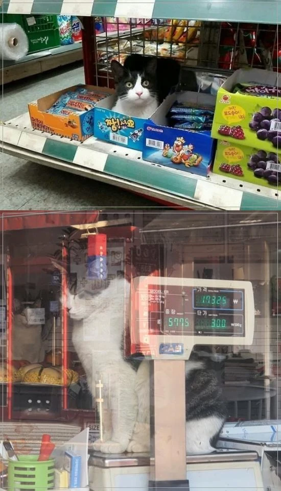 고양이 맛과 가격