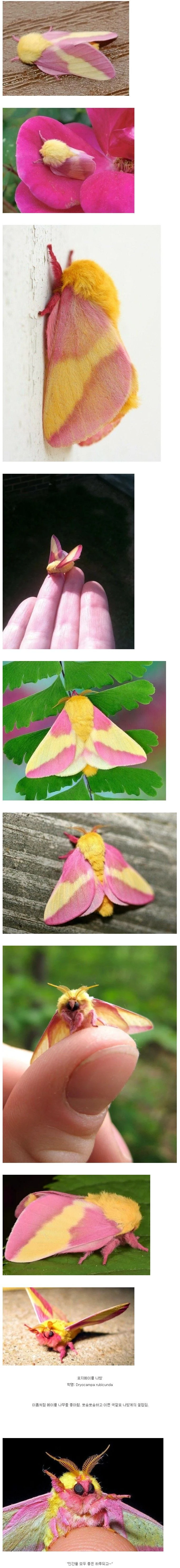 나방 중에서 가장 예쁜 나방