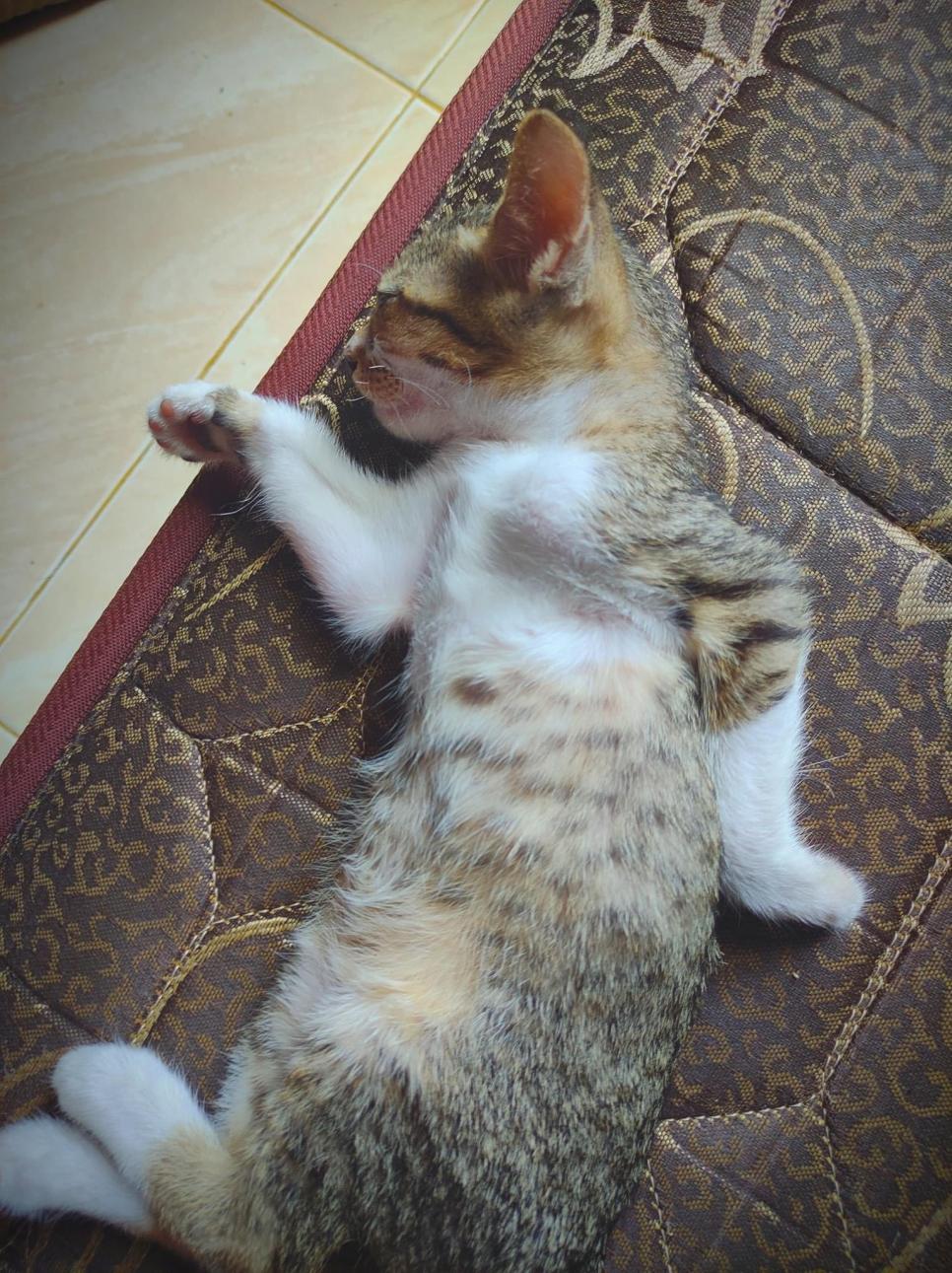 이집트 벽화처럼 자는 고양이