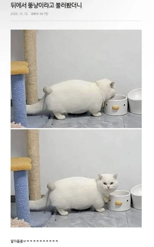 말귀 밝은 뚱고양이