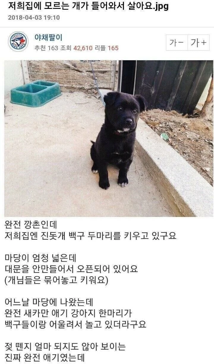 저희집에 모르는 개가 들어와서 살아요