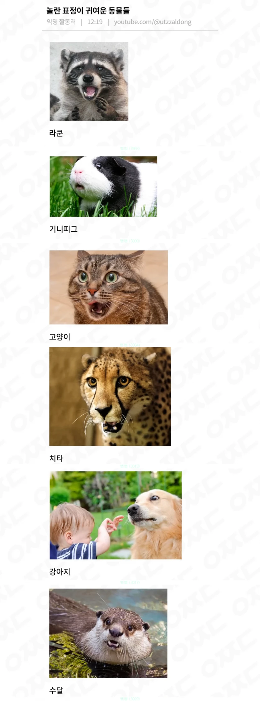놀라운 표정의 동물들(귀엽)