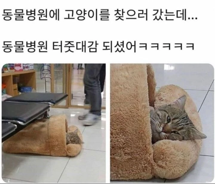일주일만에 집사를 본 고양이