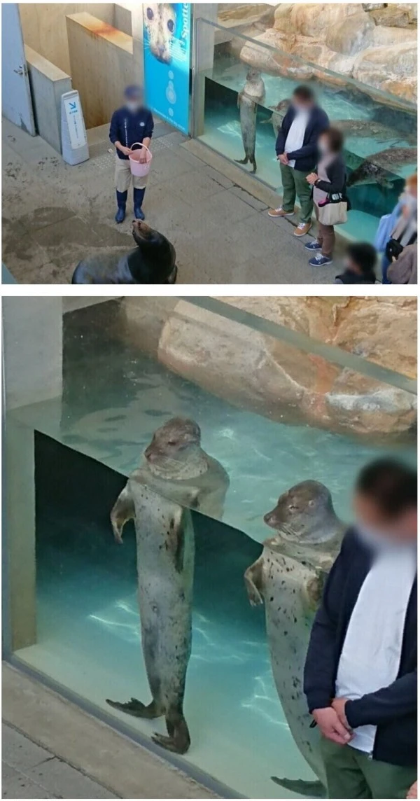 바다사자 먹이 주는 거 구경하는 관람객