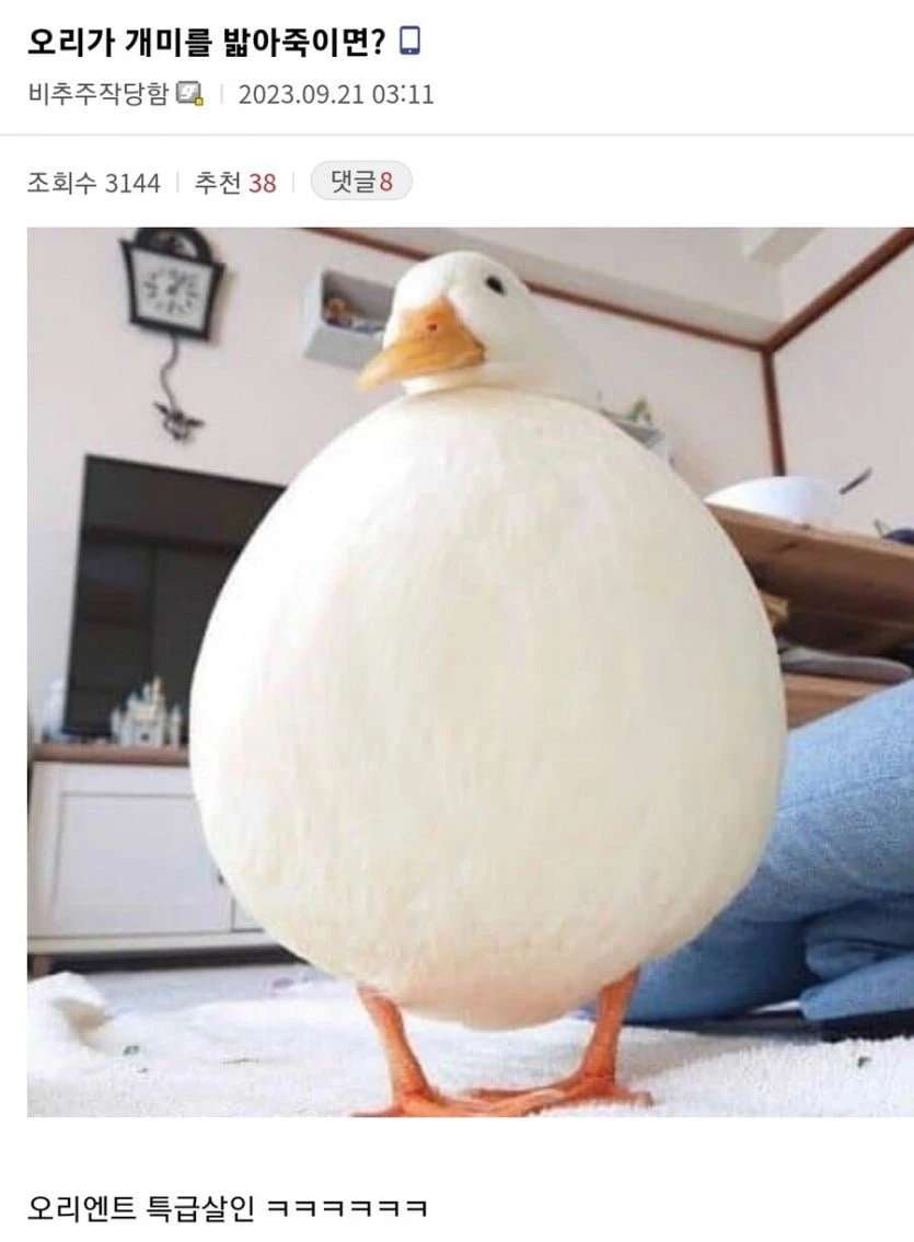 오리가 개미를 밟아죽이면?