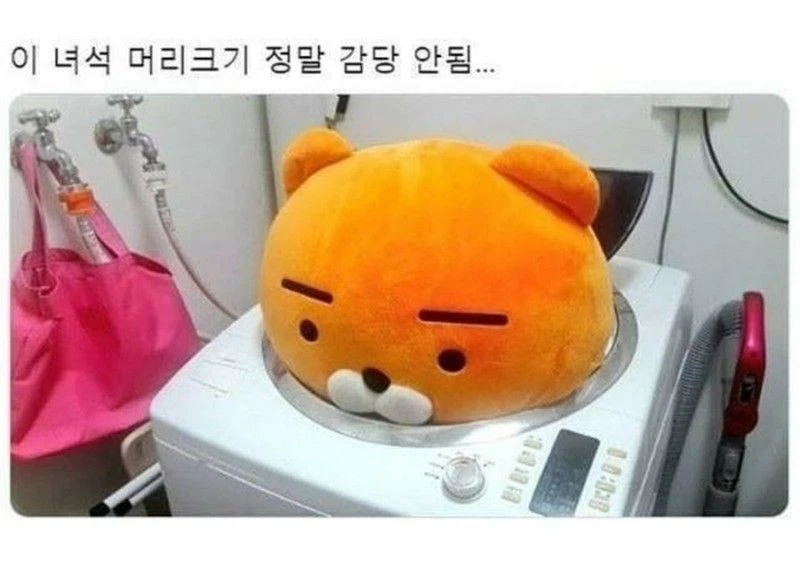 라이언 세탁 실패