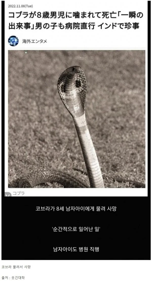 뇌정지 오는 해외 토픽 제목