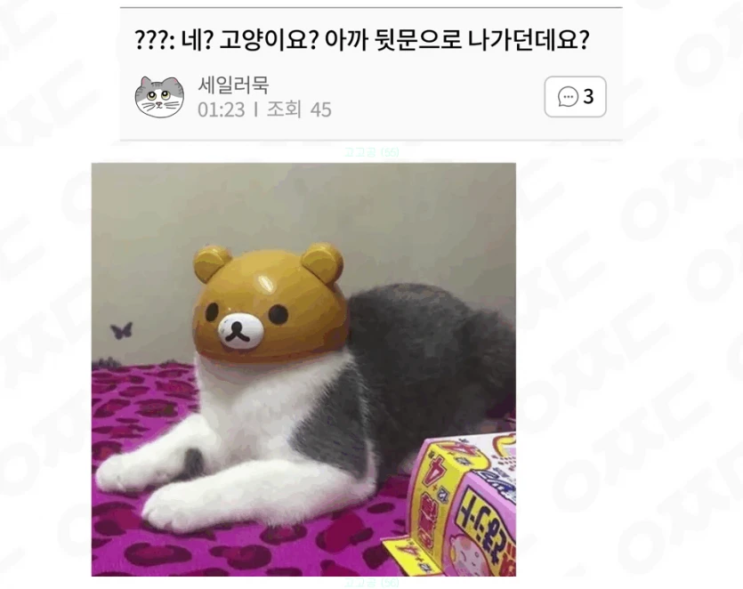 냥냥이 이쪽으로 갔나요?