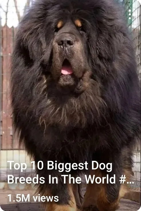 Top 10 Biggest Dog Breeds In The World #