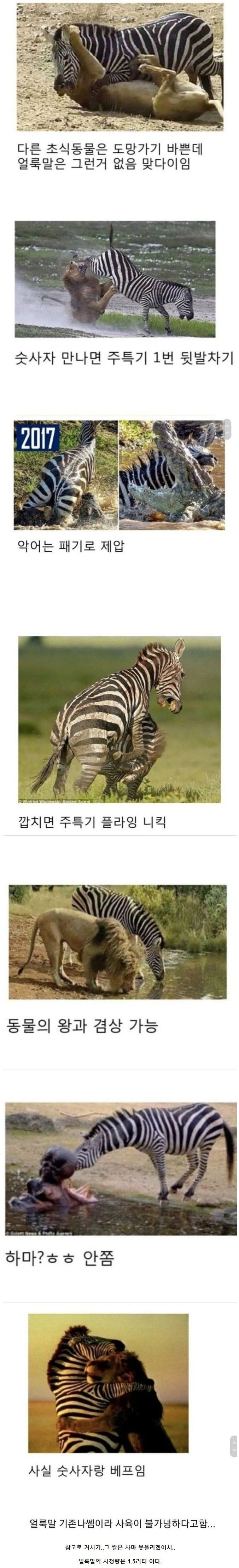 의외로 잘 안 알려진 얼룩말의 위엄