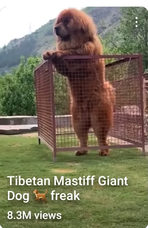 Tibetan Mastiff Giant Dog freak