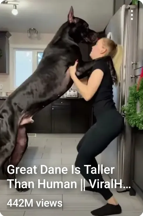 Great Dane Is Taller Than Human