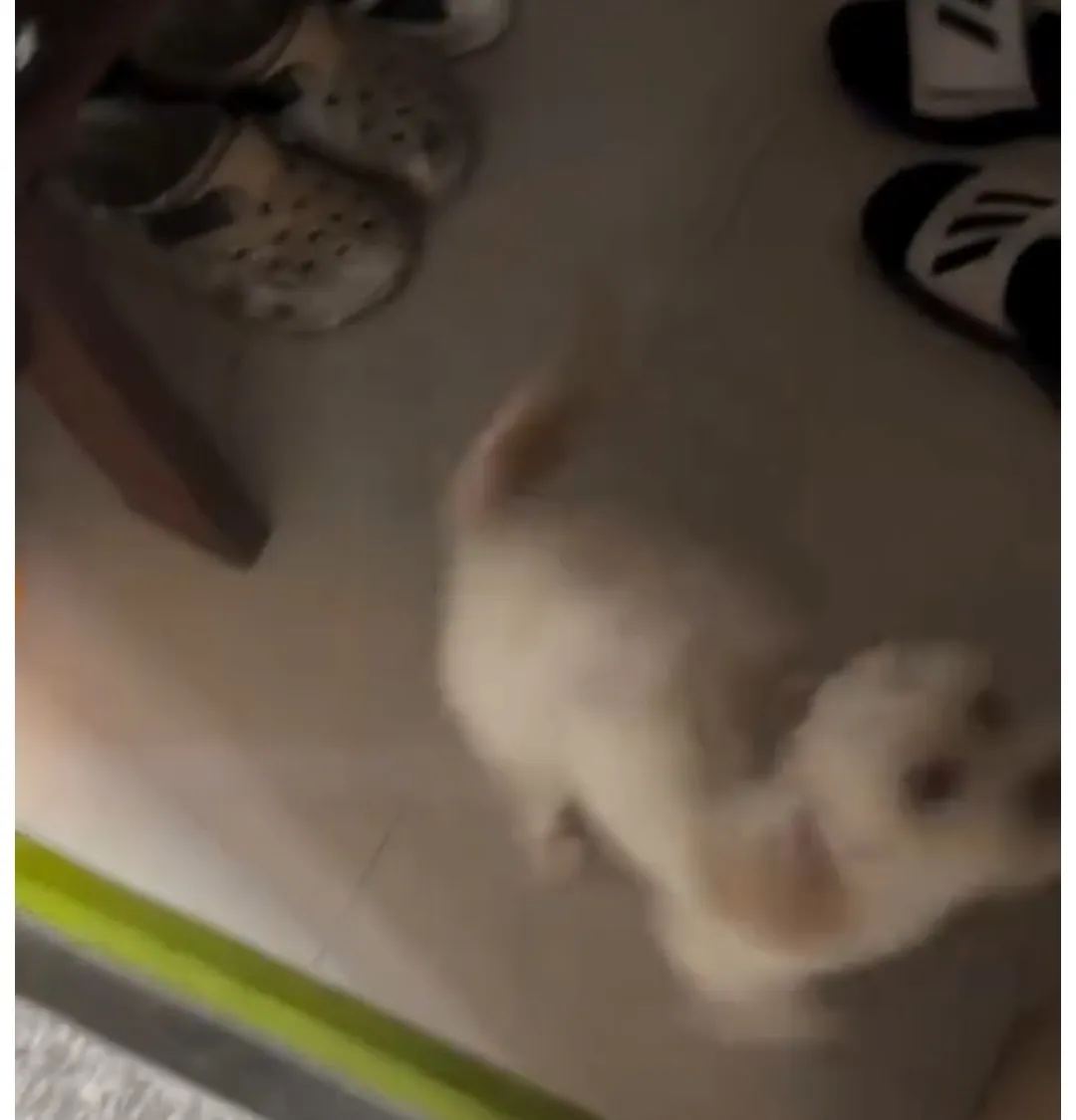 귀가한 주인을 보고 돌아버린 댕댕이