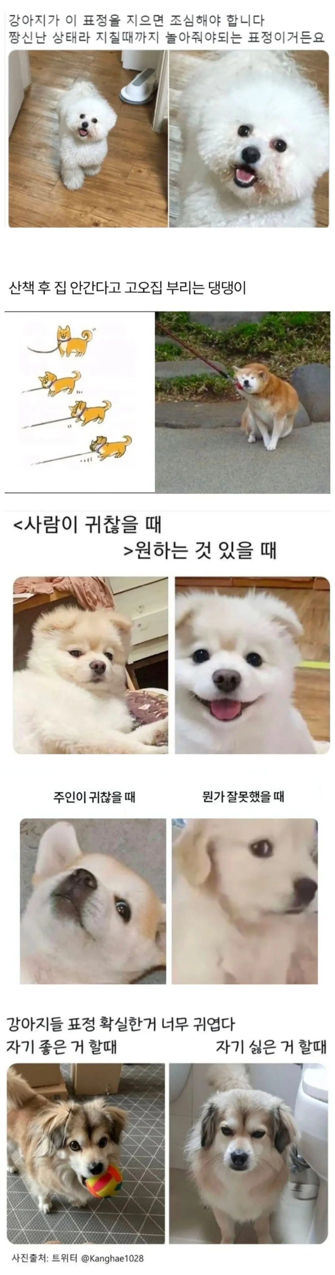 집에 강아지 있으면 다아는 표정