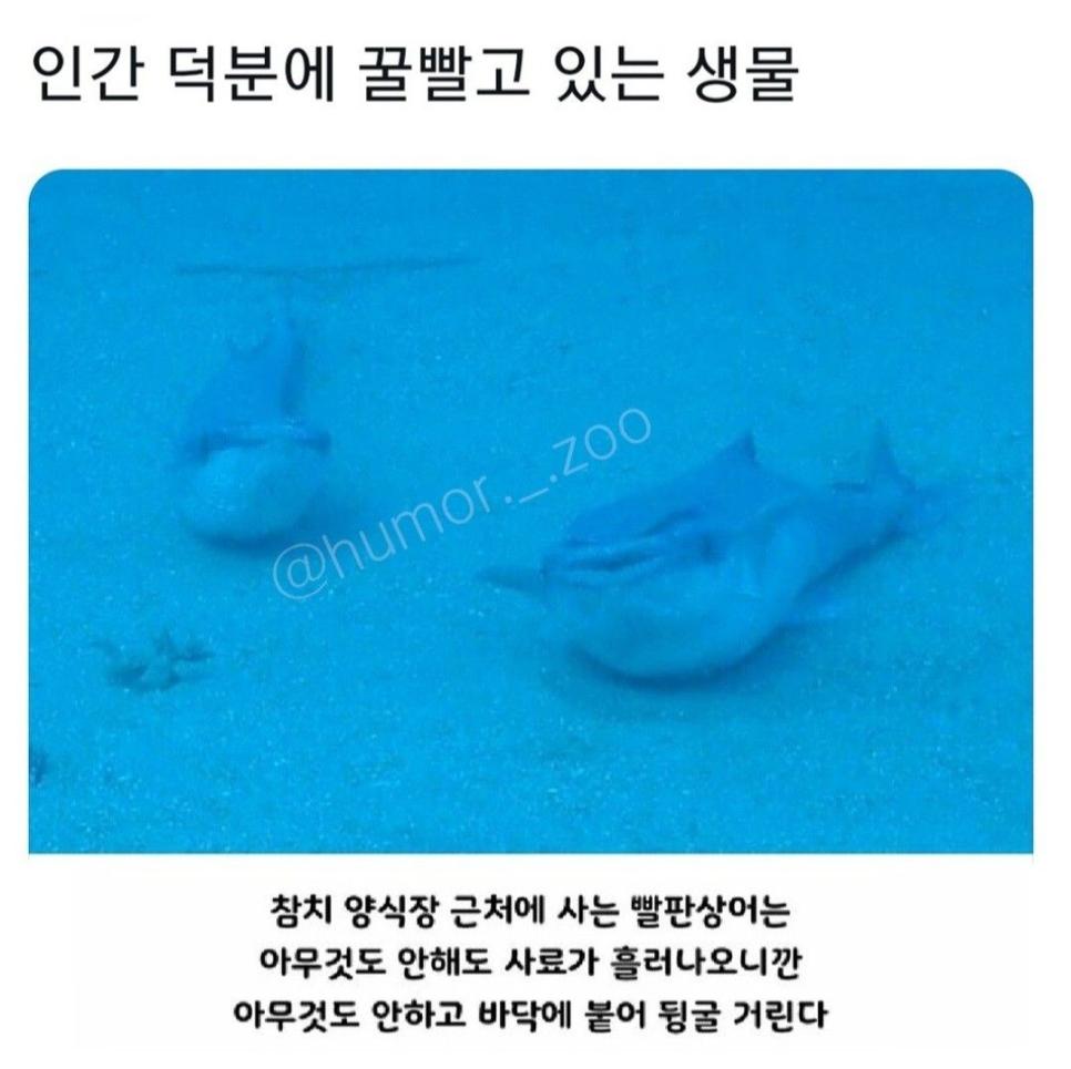 인간 덕분에 꿀빨고 있는 생물