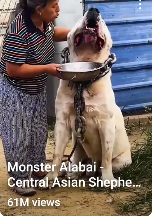 Monster Alabai Central Asian Shephed dog