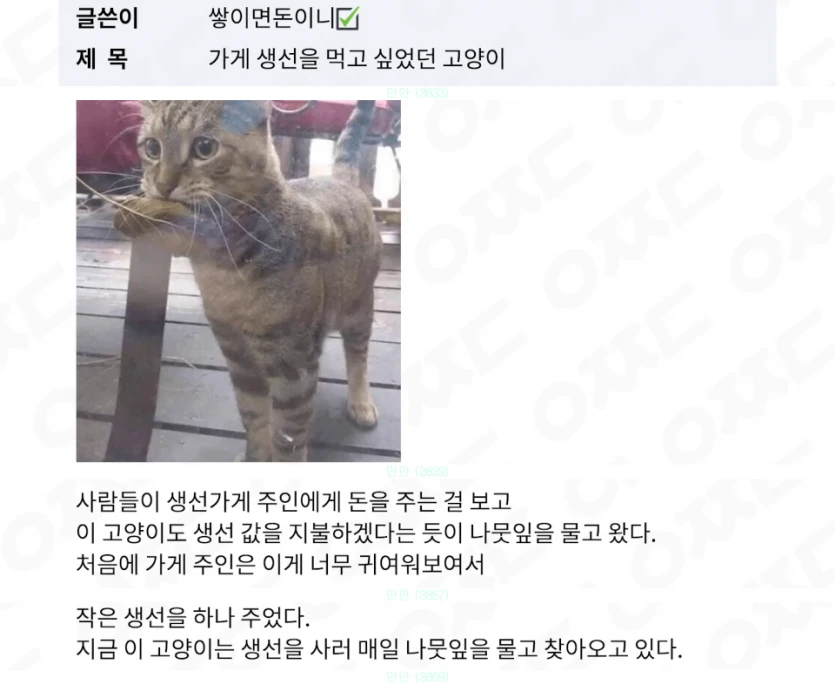 나뭇잎으로 생선 바꿔먹는 냥이