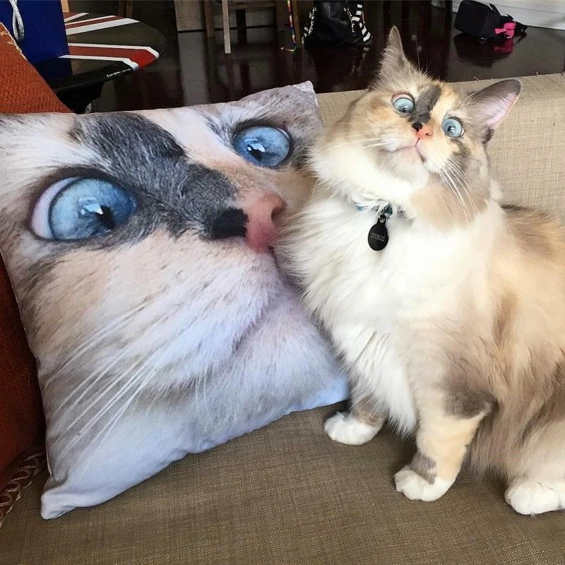 고양이 베개