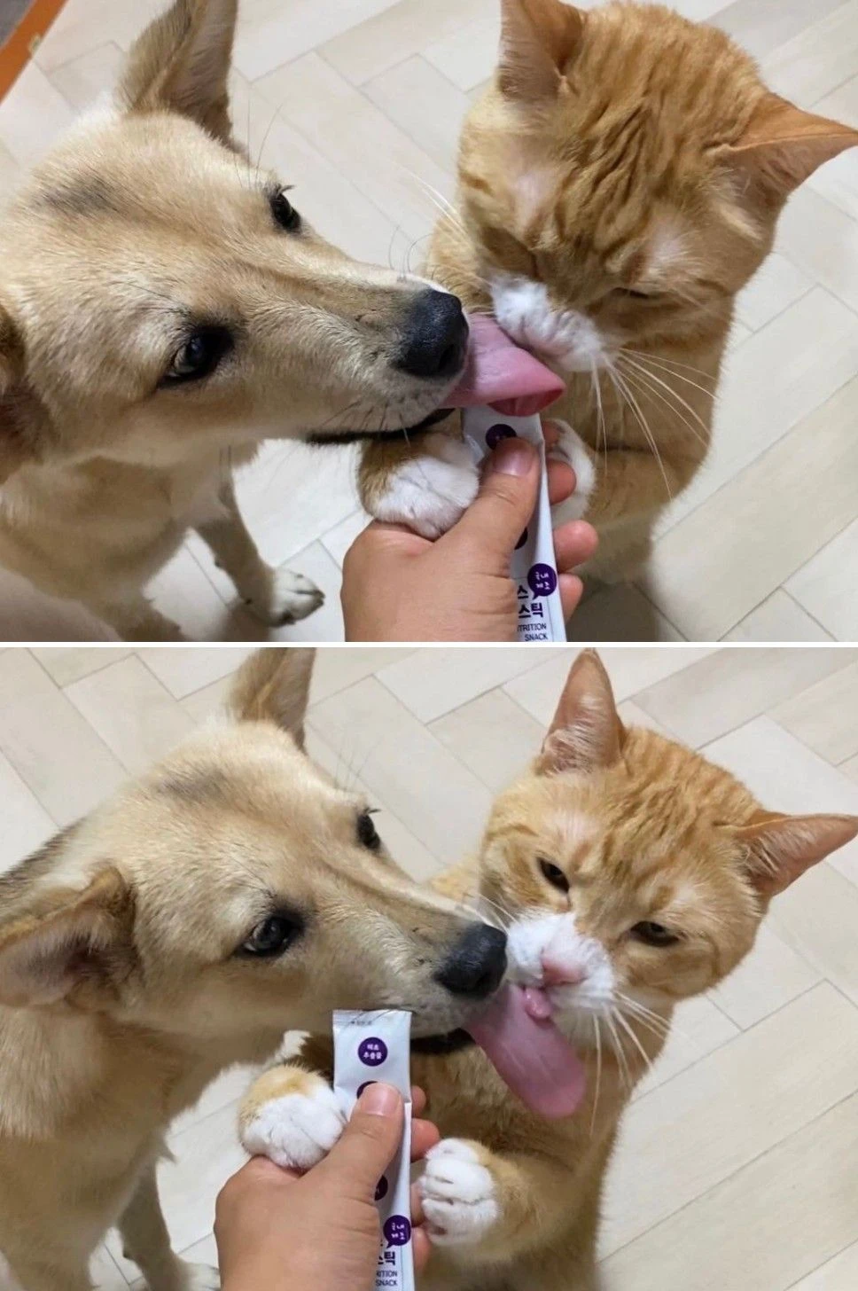 강아지 고양이 혀 크기 차이