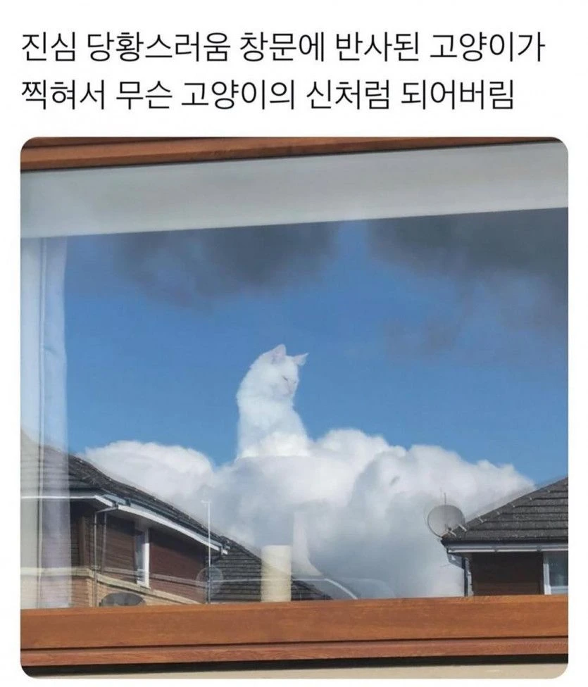 고양이의 신