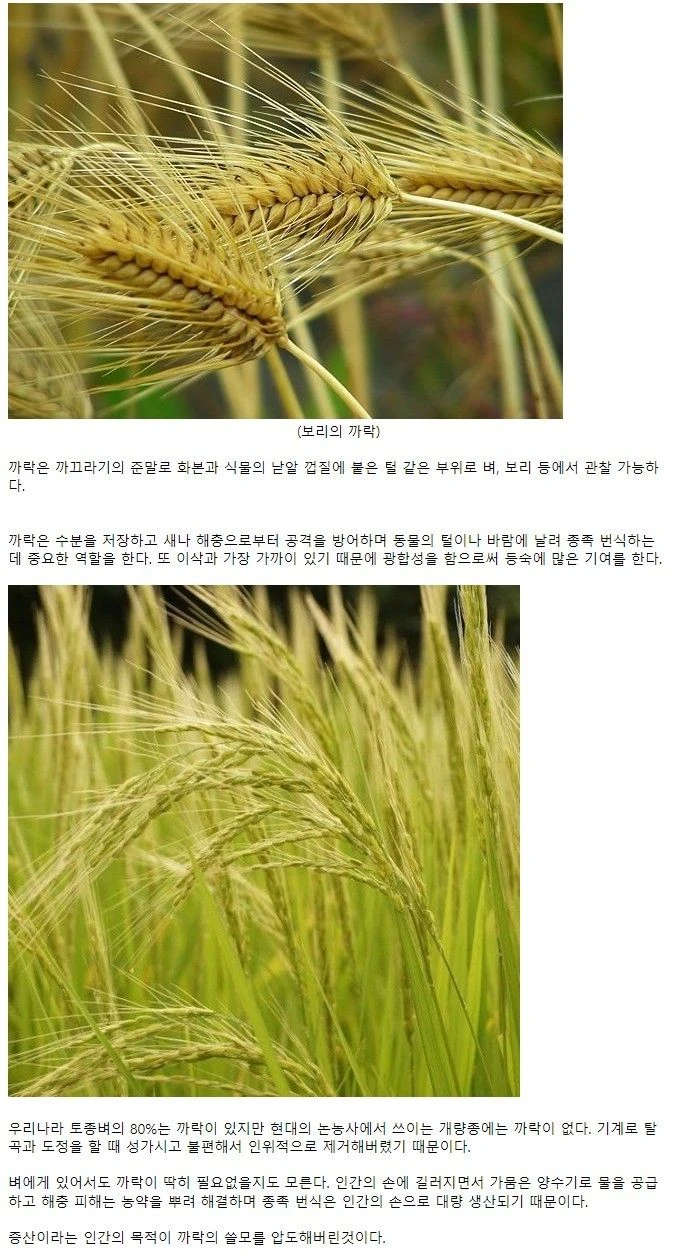 벼의 까락을 없애버린 이유