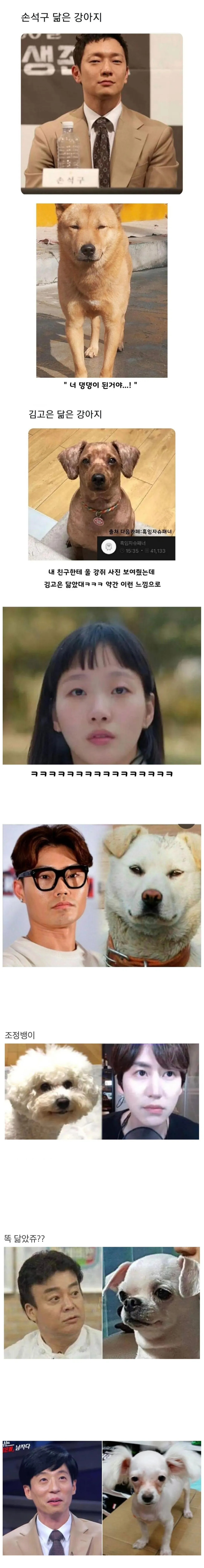 연예인 닮은꼴 강아지들