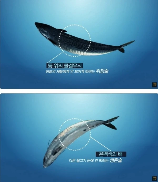 개꿀맛 고등어 등이 푸른 이유
