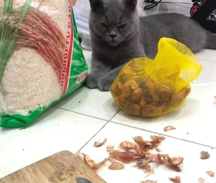 마늘까는데 함께 해준 냥이