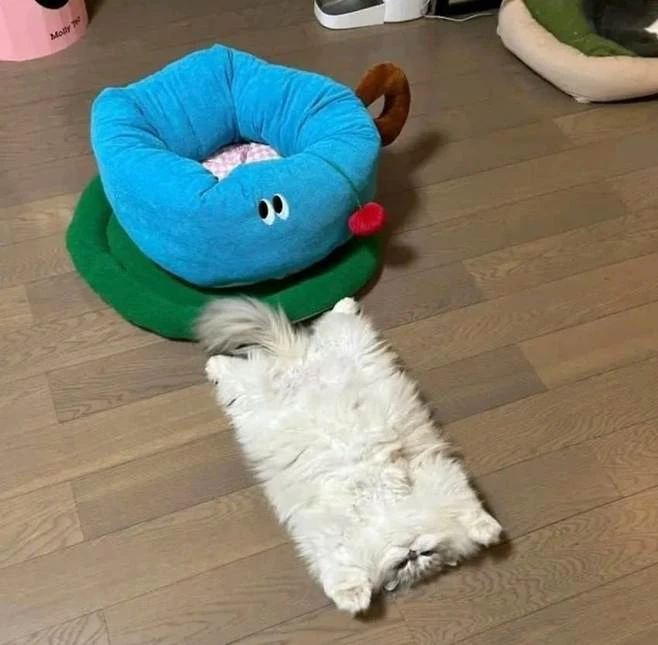 네모 냥