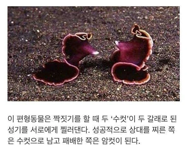 패배하면 암컷타락하는 동물