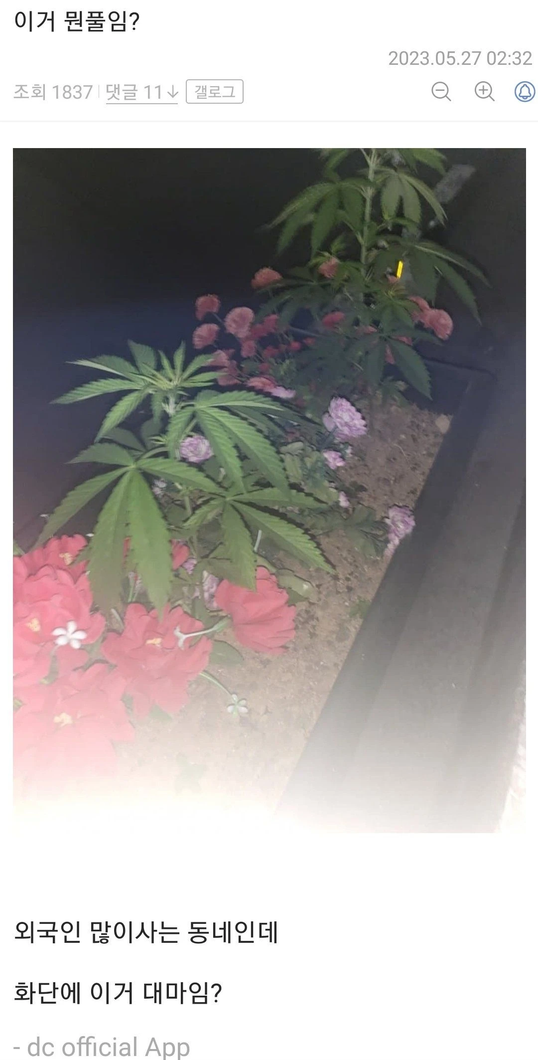 이거 설마 대마초임??