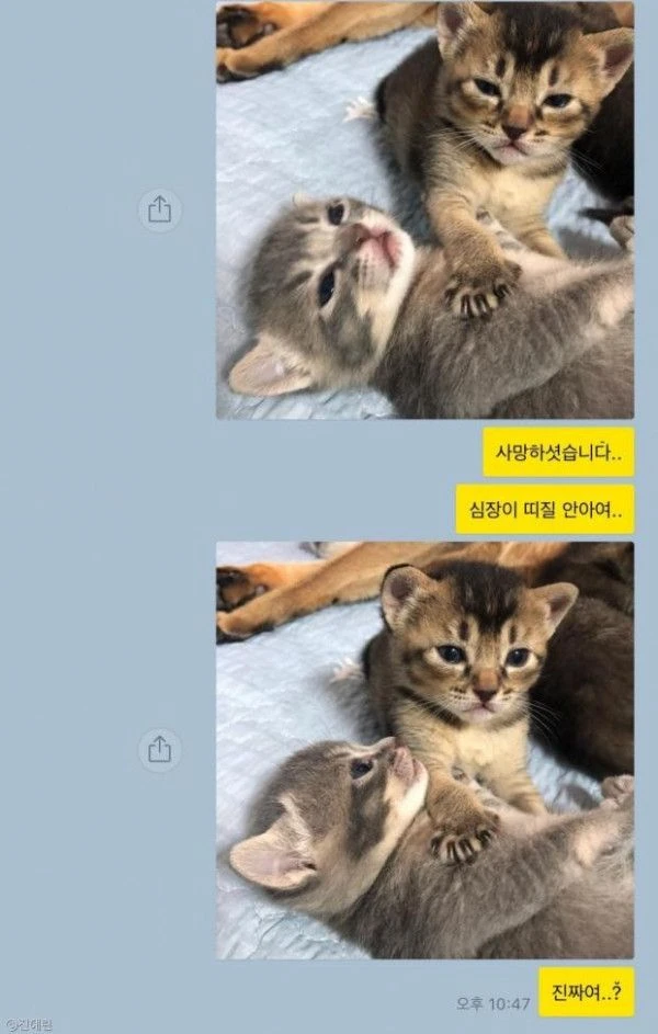 심장이 띠질 안아여