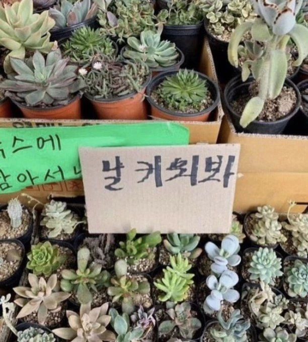 도발하는 화분