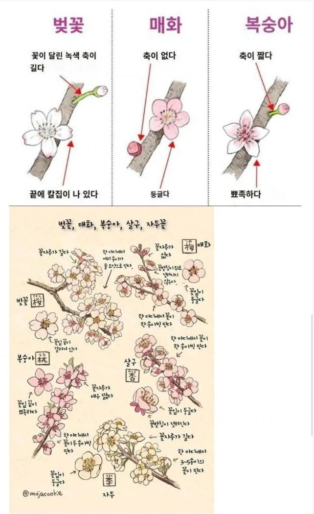 의외로 잘 모르는 벚꽃 매화 복숭아꽃 구별법