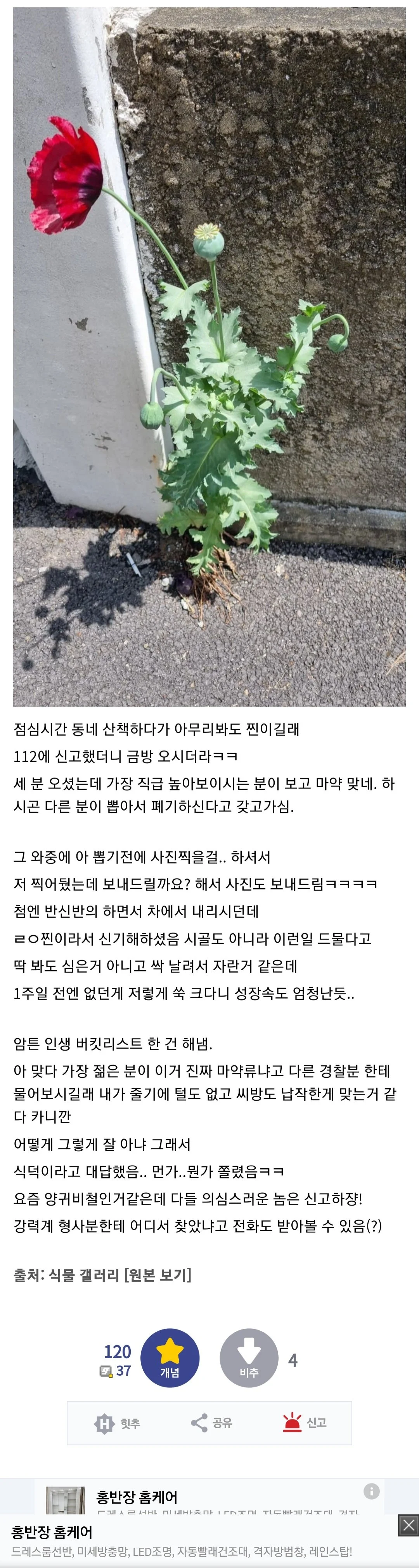 갤주는 양귀비 부갤주는 대마초인 디시 식물갤