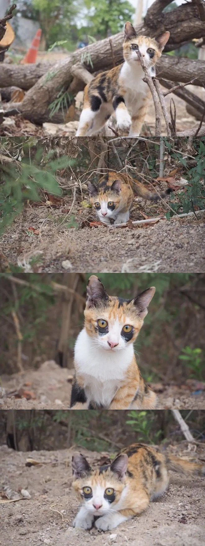 야근한 고양이