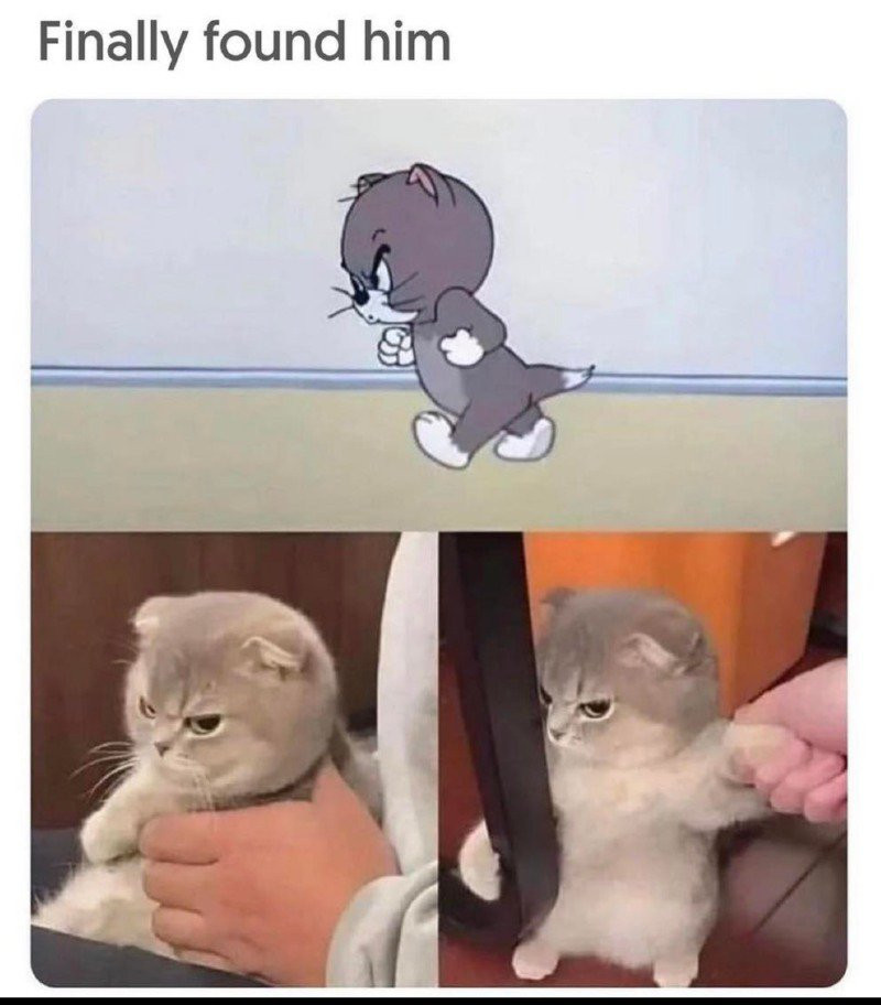 만화 고양이 찾았다