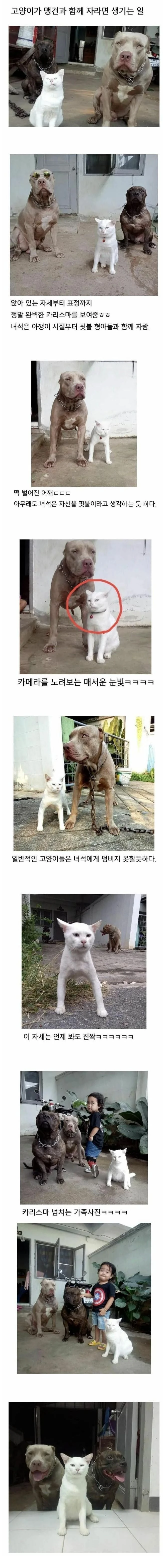 핏불과 함께 자란 고양이