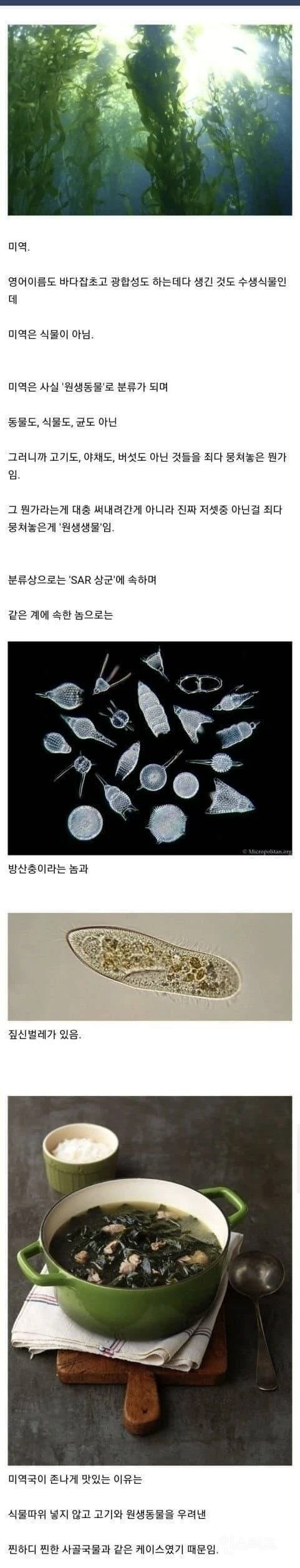 미역국이 맛있는 이유