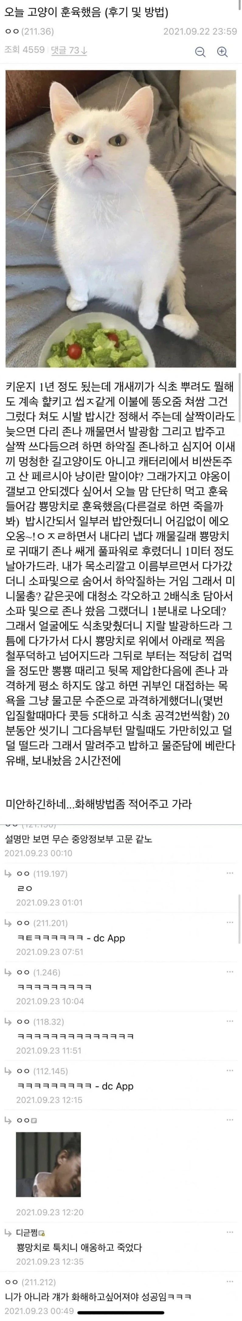 고양이 훈육했는데 화해할 수 있을까?
