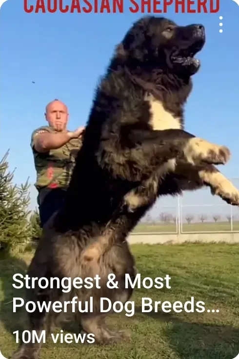 Strongest & Most Powerful Dog Breeds..