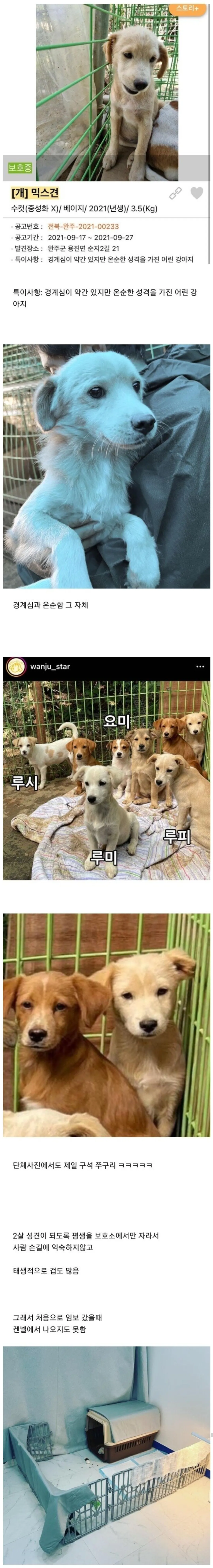한 강아지의 입양 전후 변화