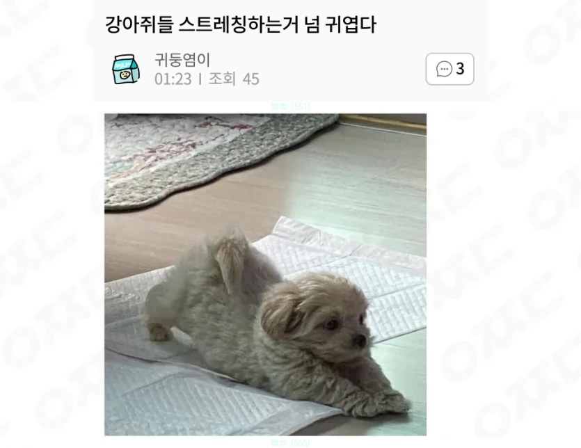 스트레칭하는 강아쥐