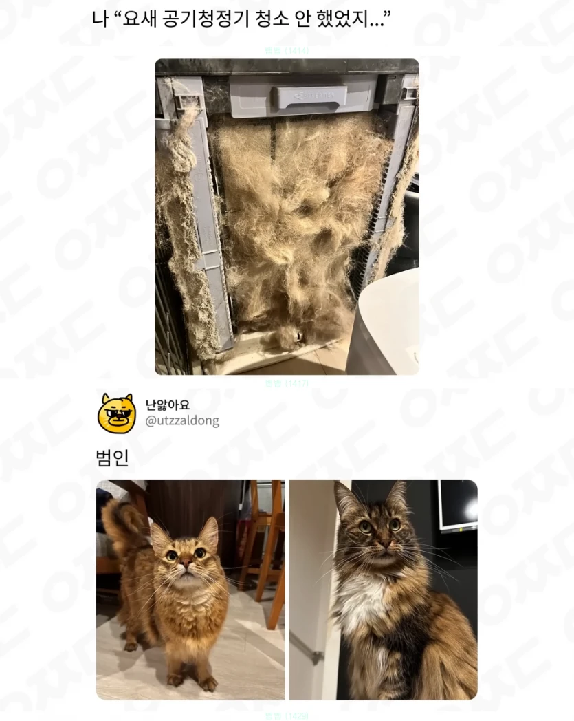 고양이 키우는 집 공기청정기