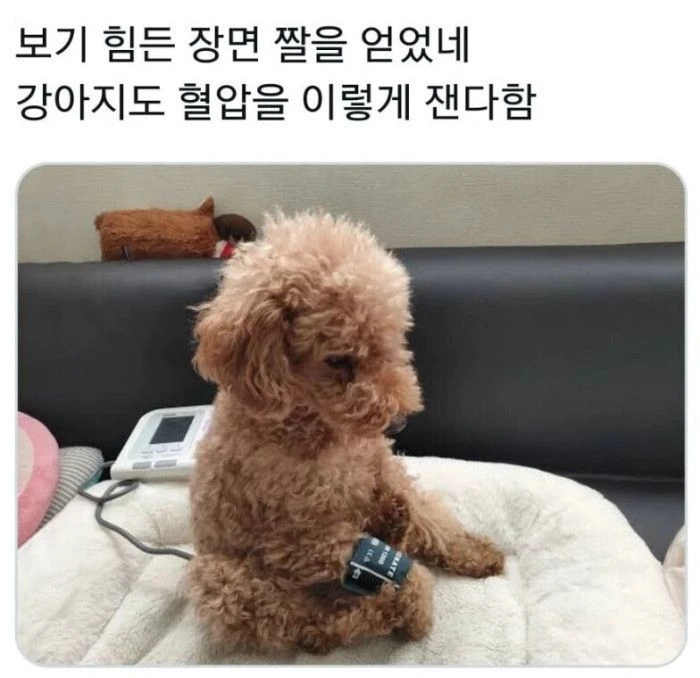 혈압재는 강아지