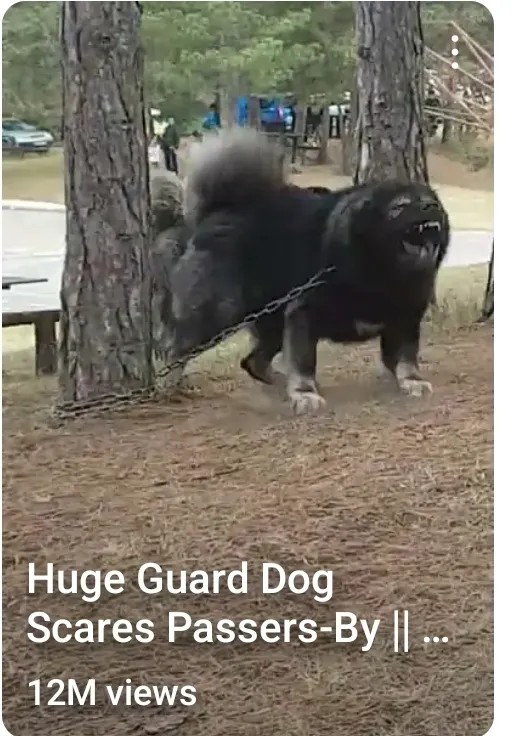 Huge Guard Dog Scares Passers